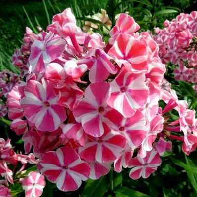 Флокс ПЕППЕРМИНТ ТВИСТ метельчатый — описание сорта Флокс ПЕППЕРМИНТ ТВИСТ метельчатый в Москве