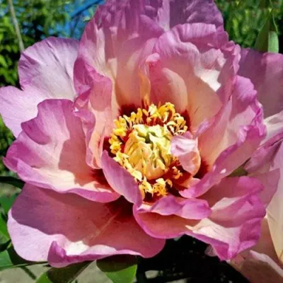 Пион ПАСТЕЛЬ СПЛЕНДОР ито-гибрид — описание сорта Пион ПАСТЕЛЬ СПЛЕНДОР ито-гибрид в Москве