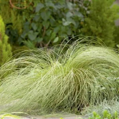 Осока ФРОСТЕД КЕРЛЗ — описание сорта Осока ФРОСТЕД КЕРЛЗ в Москве