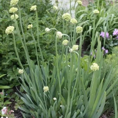 Лук слизун в Москве