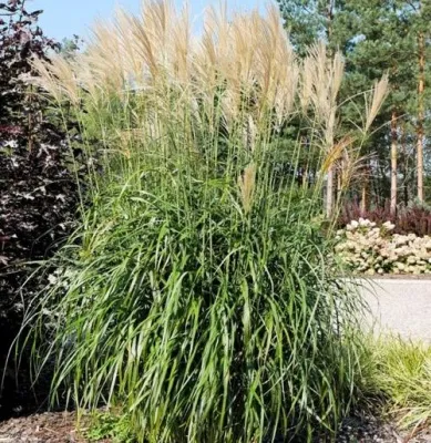 Мискантус ВАНИЛЛА СКАЙ китайский — описание сорта Мискантус ВАНИЛЛА СКАЙ китайский в Москве