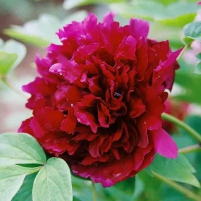 Пион ГАЛАКТИКА травянистый — описание сорта Пион ГАЛАКТИКА травянистый в Москве