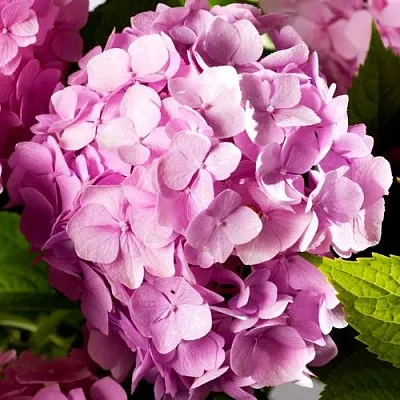 Гортензия БУКЕТ РОУЗ крупнолистная в Москве