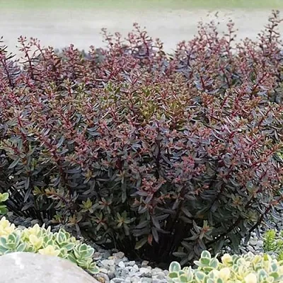 Очиток (седум) САНСПАРКЛЕР ДЖЕЙД ТАФФЕТ  Очиток (седум) САНСПАРКЛЕР ДЖЕЙД ТАФФЕТ в Москве