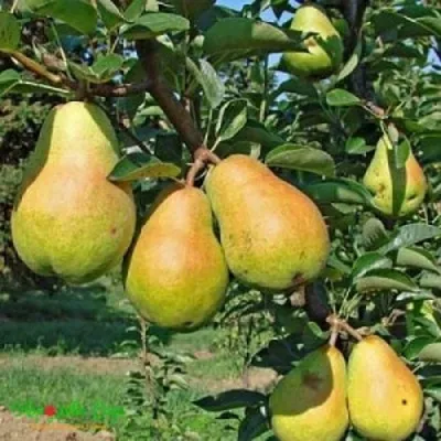 Груша ДОБРЯНКА в Москве