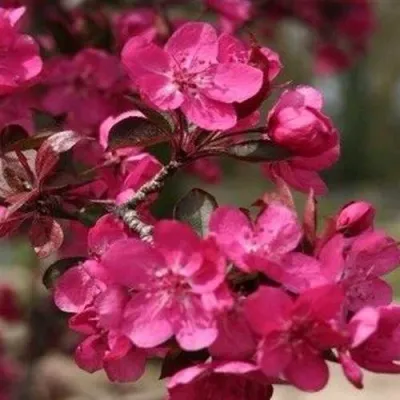 Яблоня РЕД КЕТТИ — описание сорта Яблоня РЕД КЕТТИ в Москве