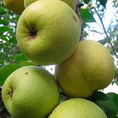 Груша РОГНЕДА  Груша РОГНЕДА в Москве