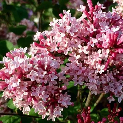 Сирень РЕД ПИКСИ  Сирень РЕД ПИКСИ в Москве