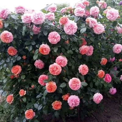 Саженцы роз ЧИППЕНДЕЙЛ чайно-гибридная — описание сорта Саженцы роз ЧИППЕНДЕЙЛ чайно-гибридная в Москве