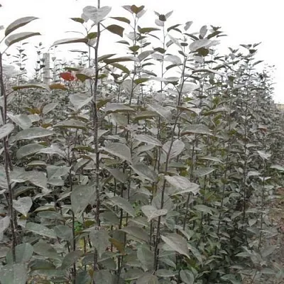 Подвой яблони 54-118 в Москве