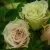 Саженцы роз ГРИН ДАЙМОНД миниатюрная — описание сорта Саженцы роз ГРИН ДАЙМОНД миниатюрная в Москве