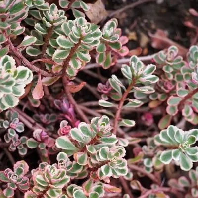 Очиток (седум) ТРИКОЛОР ложный — описание сорта Очиток (седум) ТРИКОЛОР ложный в Москве