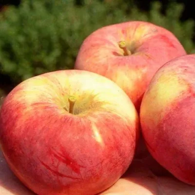 Яблоня ОРЛОВИМ — описание сорта Яблоня ОРЛОВИМ в Москве