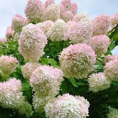 Гортензия ГРАНДИФЛОРА метельчатая  Гортензия ГРАНДИФЛОРА метельчатая в Москве