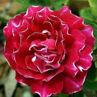 Саженцы роз БАРОН ЖИРО ДЕ ЛЕН ремонтантная  Саженцы роз БАРОН ЖИРО ДЕ ЛЕН ремонтантная в Москве