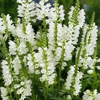 Физостегия АЛЬБА виргинская в Москве