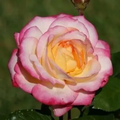 Саженцы роз ЛАМИНУЭТ флорибунда — описание сорта Саженцы роз ЛАМИНУЭТ флорибунда в Москве