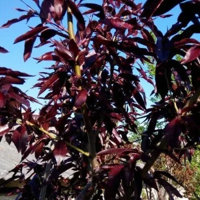 Персик БУРГУНДИ краснолистный в Москве