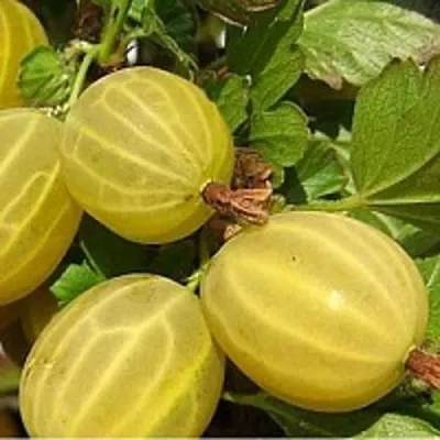 Крыжовник ЯРОВОЙ — описание сорта Крыжовник ЯРОВОЙ в Москве