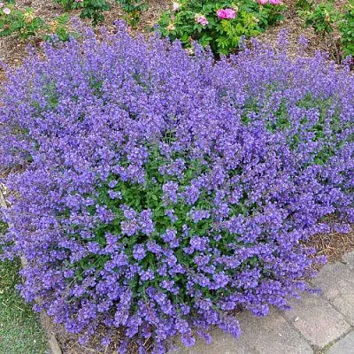 саженцы котовника саженцы котовника