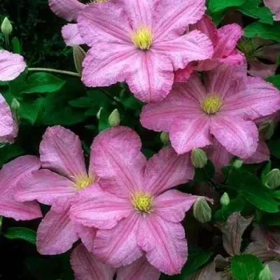 Клематис КОМТЕСС ДЕ БУШО в Москве