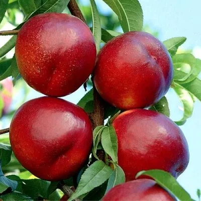 Нектарин БИГ-ТОП — описание сорта Нектарин БИГ-ТОП в Москве