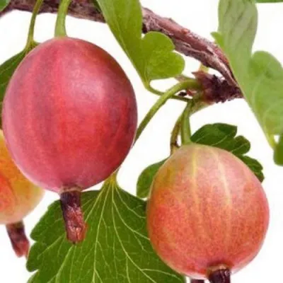 Крыжовник ЯРКИЙ — описание сорта Крыжовник ЯРКИЙ в Москве