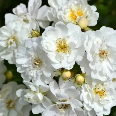 Саженцы роз ГИРЛЯНДА ДЕ АМУР мускусная — описание сорта Саженцы роз ГИРЛЯНДА ДЕ АМУР мускусная в Москве