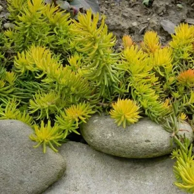 Очиток (седум) АНГЕЛИНА оттогнутый — описание сорта Очиток (седум) АНГЕЛИНА оттогнутый в Москве