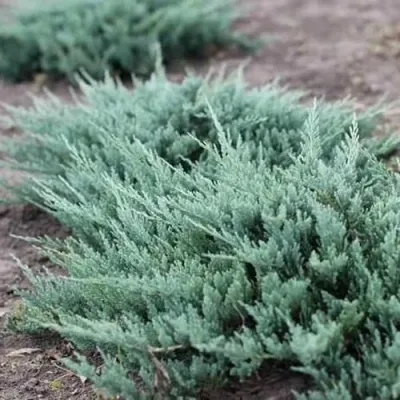 Можжевельник БЛЮ ЧИП горизонтальный — описание сорта Можжевельник БЛЮ ЧИП горизонтальный в Москве