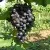 Виноград ВОСТОРГ ЧЕРНЫЙ в Москве