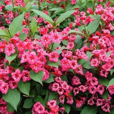 Вейгела БРИСТОЛЬ РУБИ — описание сорта Вейгела БРИСТОЛЬ РУБИ в Москве