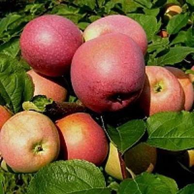 Яблоня СЛАВА ПОБЕДИТЕЛЯМ  Яблоня СЛАВА ПОБЕДИТЕЛЯМ в Москве