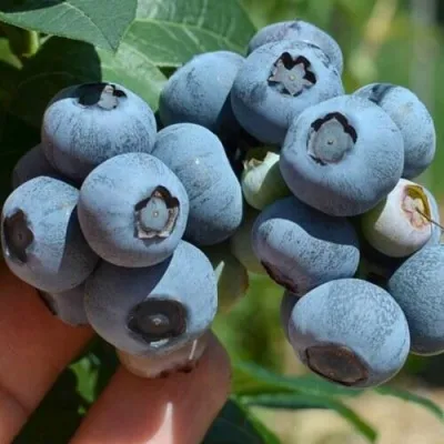 Голубика НЕЛЬСОН — описание сорта Голубика НЕЛЬСОН в Москве