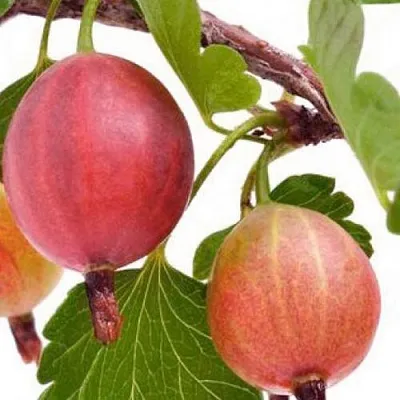 Крыжовник ЯРКИЙ  Крыжовник ЯРКИЙ в Москве