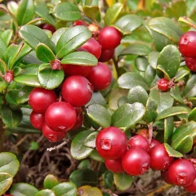 Брусника садовая АМЕРЛАНД — описание сорта Брусника садовая АМЕРЛАНД в Москве