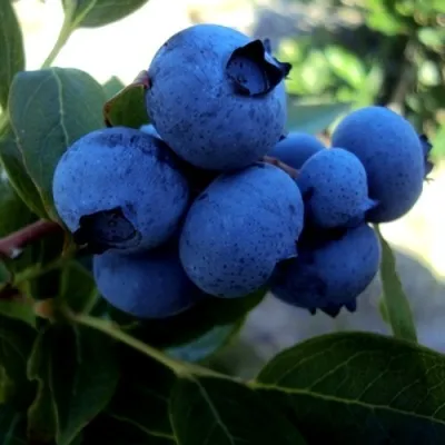 Голубика ДЖЕРСИ — описание сорта Голубика ДЖЕРСИ в Москве