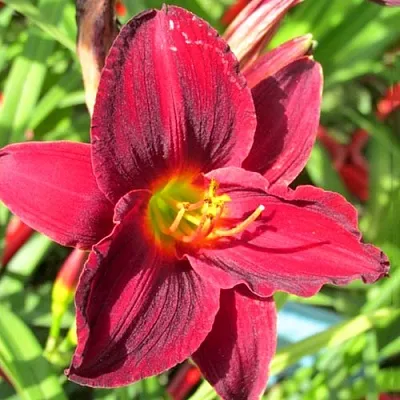 Лилейник ДЖИПСИ ТЕРТЛ гибридный  Лилейник ДЖИПСИ ТЕРТЛ гибридный в Москве