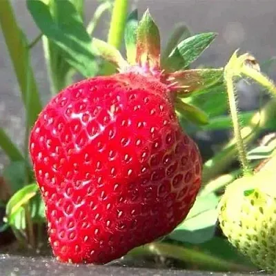 Клубника ХОНЕЙ  Клубника ХОНЕЙ в Москве