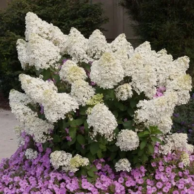 Гортензия БОБО метельчатая — описание сорта Гортензия БОБО метельчатая в Москве