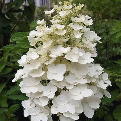 Гортензия КИУШУ метельчатая  Гортензия КИУШУ метельчатая в Москве