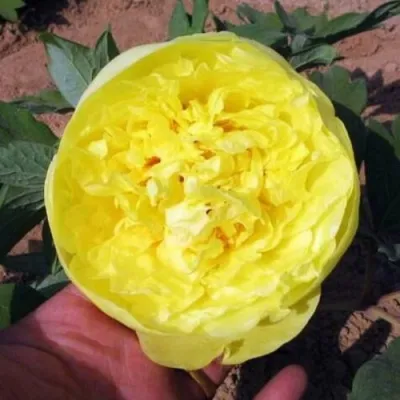 Пион ЗОЛОТО ПОДНЕБЕСНОЙ древовидный — описание сорта Пион ЗОЛОТО ПОДНЕБЕСНОЙ древовидный в Москве