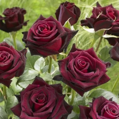 Саженцы роз БЛЭК БАККАРА чайно-гибридная в Москве