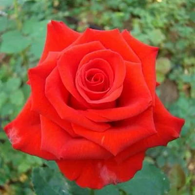 Саженцы роз МЕРСЕДЕС чайно-гибридная  Саженцы роз МЕРСЕДЕС чайно-гибридная в Москве