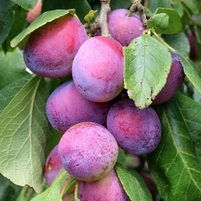 Слива БЛЮ СВИТ колонновидная  в Москве