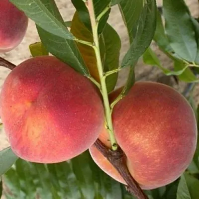Персик ЮБИЛЕЙ СТОЛИЦЫ колонновидный  Персик ЮБИЛЕЙ СТОЛИЦЫ колонновидный в Москве