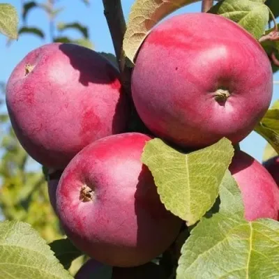 Яблоня ЗОРКА — описание сорта Яблоня ЗОРКА в Москве
