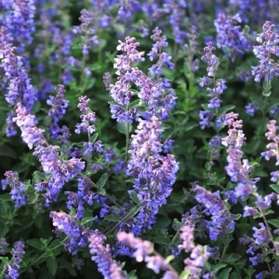 Котовник СИКС ХИЛЛС ГИАНТ — описание сорта Котовник СИКС ХИЛЛС ГИАНТ в Москве