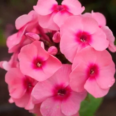 Флокс ДЖЕФФС ПИНК метельчатый — описание сорта Флокс ДЖЕФФС ПИНК метельчатый в Москве