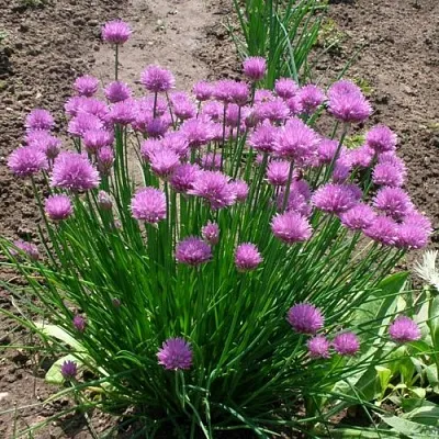 Лук-шнитт  Лук-шнитт в Москве